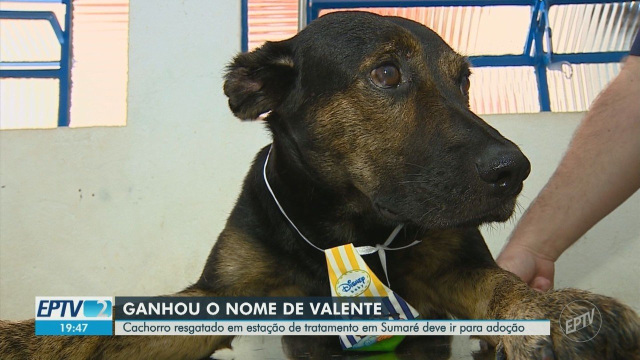 Cachorro resgatado preso em tanque de esgoto em Sumaré é batizado de 'Valente' e seguirá para adoção: 'Lutou para sobreviver'