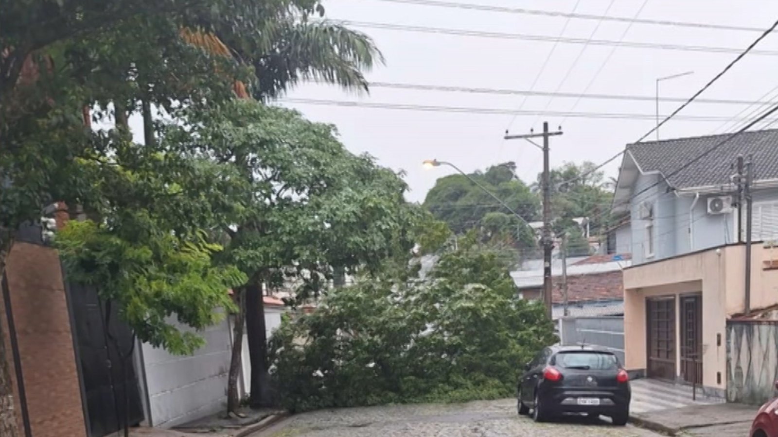 Temporal derruba árvore em rua de Mogi das Cruzes Temporal derruba árvore em rua de Mogi das Cruzes