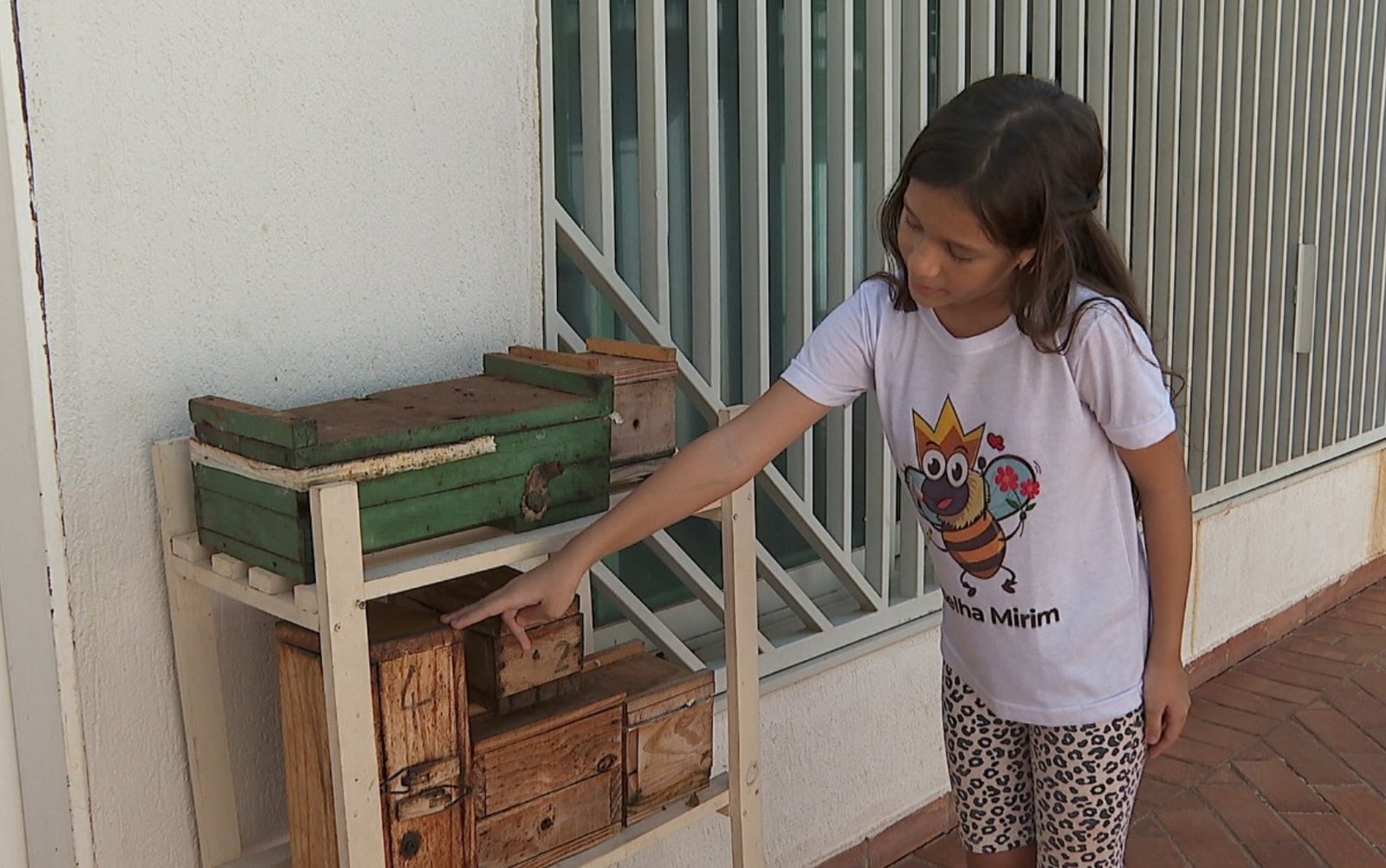 Prodígio de 11 anos inspira crianças com palestras sobre preservação de abelhas no interior de SP | Ribeirão Preto e Franca