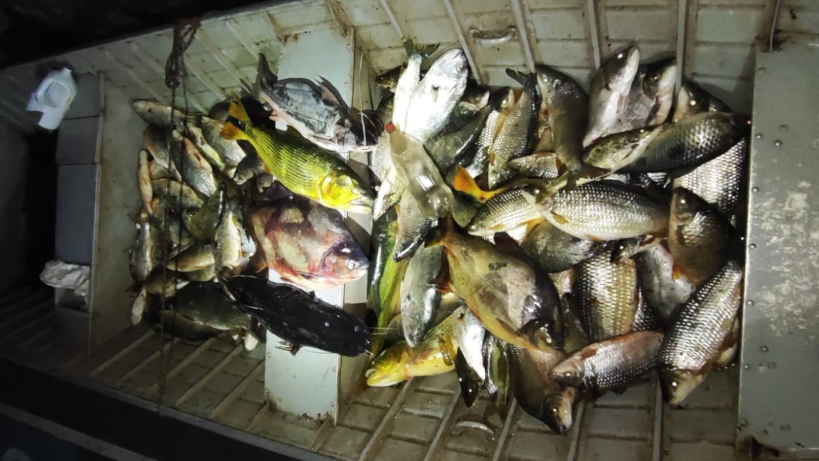 Mais de 260 kg de peixes pescados em área proibida são doados para entidades filantrópicas da região de Icém | São José do Rio Preto e Araçatuba